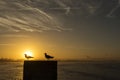 Sightseeing of Morocco. Beautiful sunset in Essaouira with pigeons playing in the background