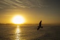 Sightseeing of Morocco. Beautiful sunset in Essaouira with pigeons playing in the background