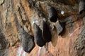Sigiriya wasp nest, Sri Lanka Royalty Free Stock Photo
