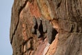 Sigiriya wasp nest, Sri Lanka Royalty Free Stock Photo