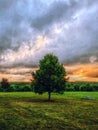 A sigle Camphor tree in Topsmead state park Royalty Free Stock Photo