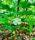 A sigle eomecon chionantha white flower blossoming Royalty Free Stock Photo