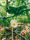 A sigle eomecon chionantha white flower blossoming Royalty Free Stock Photo