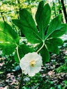 A sigle eomecon chionantha white flower blossoming Royalty Free Stock Photo