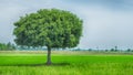 Sigle mango tree on farmland for nature backgrounds Royalty Free Stock Photo