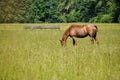 sigle one brown horse graze on green grass in a meadow eat grass Royalty Free Stock Photo