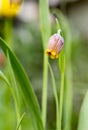 Sigle Orange fritillaria in the garden Royalty Free Stock Photo