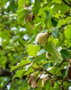Sigle quince or Cydonia oblonga fruit hanging in the tree from a branch