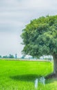 Sigle tree on farmland for nature backgrounds Royalty Free Stock Photo