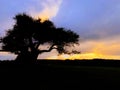 A sigle tree silhouette under sunset