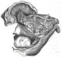 Sigmoid sulcus topography - temporal bon Royalty Free Stock Photo