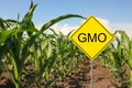 Sign with abbreviation GMO in corn field on sunny day Royalty Free Stock Photo