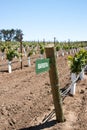 Sign for Barbera grape in California vineyard