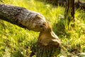 sign of beaver activity Royalty Free Stock Photo