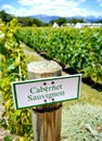 Sign for Cabernet grapes in a vineyard