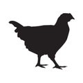 Chicken realistic black silhouette