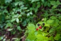 Sign dangerous plant `poison ivy`. Plant and sign Royalty Free Stock Photo