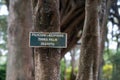 Sign for a Filicium Decipiens Thika Palm tree (also known as Kamiti) Kenya, Africa