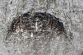 Sign in the form of a human eye appeared on the surface of the tree bark. Concept: the all-seeing eye of nature, spying on people Royalty Free Stock Photo