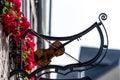 Sign in front of the shop of a violin manufacterer in Aachen in Royalty Free Stock Photo