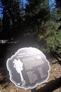 Sign for General Sherman Tree, Sequoia National Park, California