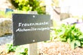 Sign with the german name Frauenmantel as a part of a garden