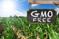 Sign of GMO Free on a Corn Field Royalty Free Stock Photo