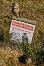 Burrowing owls protective bird site in Florida