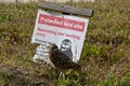 Burrowing owls protective bird site in Florida