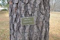 Sign on loblolly pine tree and brown tree bark on trunk Royalty Free Stock Photo