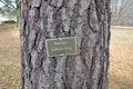Sign on loblolly pine tree and brown tree bark on trunk