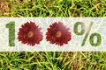 100% sign made flowers isolated on green grass background.