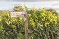 Signpost on row of chardonnay grapevines in vineyard at sunset Royalty Free Stock Photo