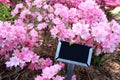 Sign in Pink Azaleas