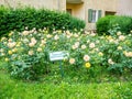 A sign prohibiting walking dogs on the lawn with rose bushes Royalty Free Stock Photo