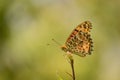 The sign of real freedom is butterfly .argynnis hyperbius Royalty Free Stock Photo