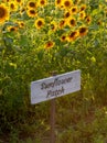 Sign in a sunflower patch Royalty Free Stock Photo