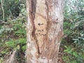 Sign on tree to cueva cave in 3 minutes in the Guajataca forest in Puerto Rico