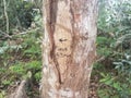 Sign on tree to cueva cave in 3 minutes in the Guajataca forest in Puerto Rico