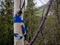 Blue mark on a birch. Blue color on tree bark Royalty Free Stock Photo