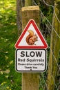 Sign warning motorists of Red Squirrels