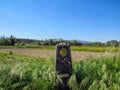 Landscape with yellow scallop shell signing the way to santiago de compostela on the Saint James pilgrimage route, Camino Royalty Free Stock Photo