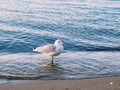 Signal Bird On The Beach Royalty Free Stock Photo