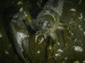 Signal crayfish without one claw, an invasive non-native species in Hancza Lake, Poland.