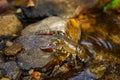 Signal crayfish, Pacifastacus leniusculus, climbs on stone in water at river bank. North American crayfish, invasive species