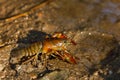 Signal crayfish, Pacifastacus leniusculus, in water at sandy river bank. North American crayfish, invasive species in Europe