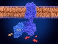 Signal transduction, adenylyl cyclase coupled to a G alpha protein