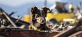 Signal vested rescue dog on destroyed building, close up with defocused background and text space