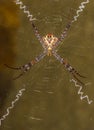 Signature spider along with its signature web. Background is greenish brown.