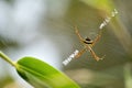 Signature Spider (Argiope Anasuja) is sitting on the web. It is also known as Writing Spider and Garden Spider. Royalty Free Stock Photo